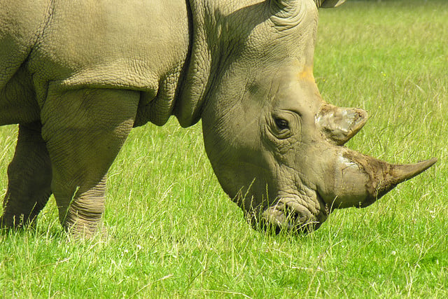 top speed of african rhinoceros