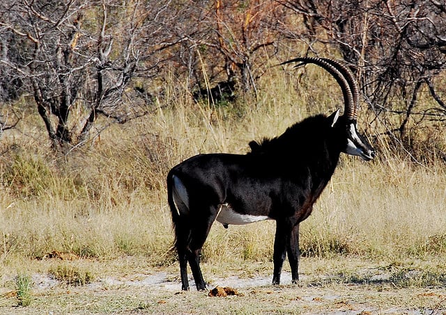 big horns native animal s