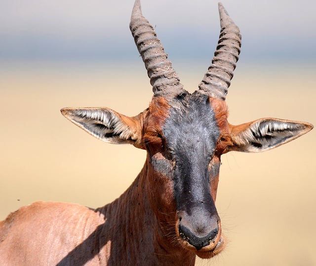 african mammals with horns