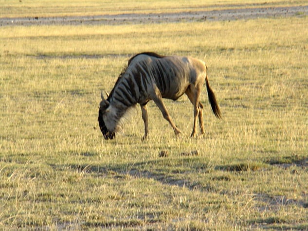 Wildebeest African animal