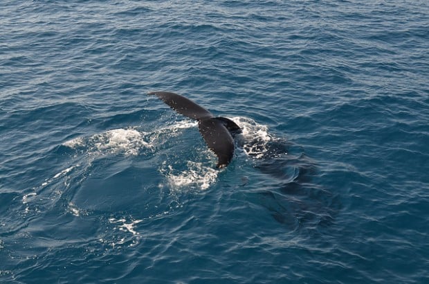 A Guide to Whale Watching: The Dos and Don'ts - eDreams Travel Blog