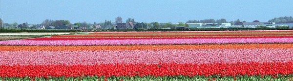 keukenhof panoramic