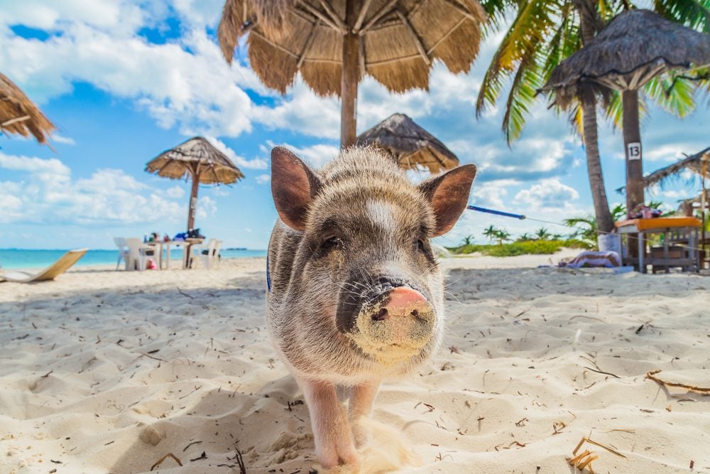 6 Beaches with Unusual Animals - eDreams Travel Blog