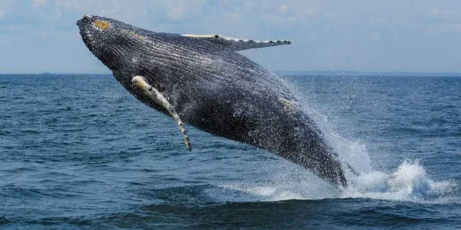 Baleines & Jardins